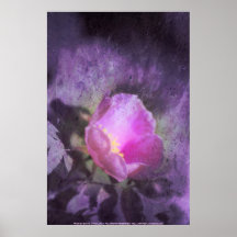 Rose démodé de rose, texture pourpre posters