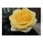 Rose d'Or cards