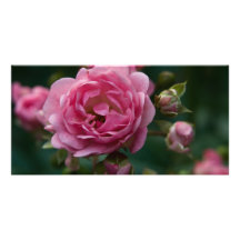 Rose DSC3266 de rose Carte Avec Photo