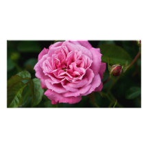 Rose DSC3335 de rose Photocarte Customisée
