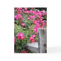 Rose Fantasia, Thinking of You Card