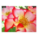 Rose Floral Photography Canvas prints photography