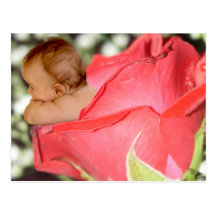 Rose Flower Baby Postcard