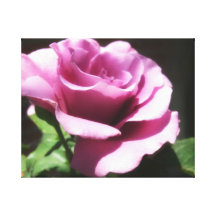 Rose flower canvas print