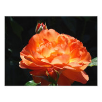 Rose Flower Garden Photography Fine art prints