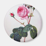Rose flower, Pierre Joseph Redouté Magnets