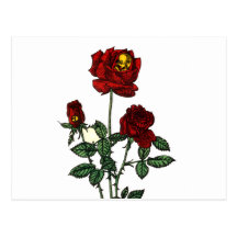 Rose for Life Postcards
