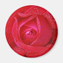 Rose Fridge Magnet
