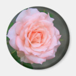 Rose Fridge Magnets