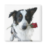 Rose from Lady The Australian Shepherd Magnet