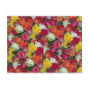 rose galore postcards