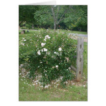 rose garden card