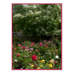 Rose Garden Dogwood Post Card