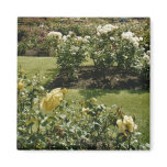 Rose Garden Refrigerator Magnets