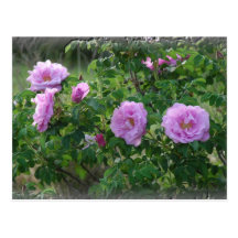 Rose Garden Postcards