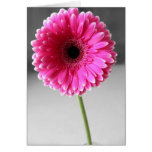 Rose Gerbera Greeting Card