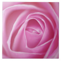 Rose, Germany Tile