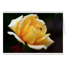 rose greeting card