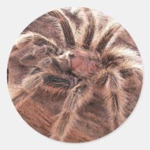 Rose Hair Tarantula Round Sticker