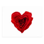 Rose Heart Shape - Postcard