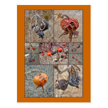 Rose Hip Collage Post Cards