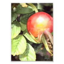 Rose Hip - Floral Art Print Photo Print