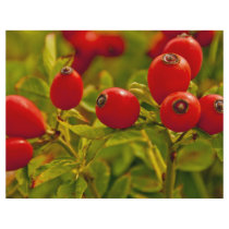 Rose Hip Custom Flyer