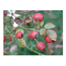 Rose Hips Postcard