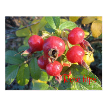 Rose hips postcard