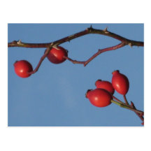 Rose hips Postcard