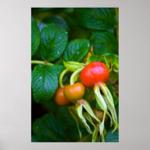 Rose Hips Print