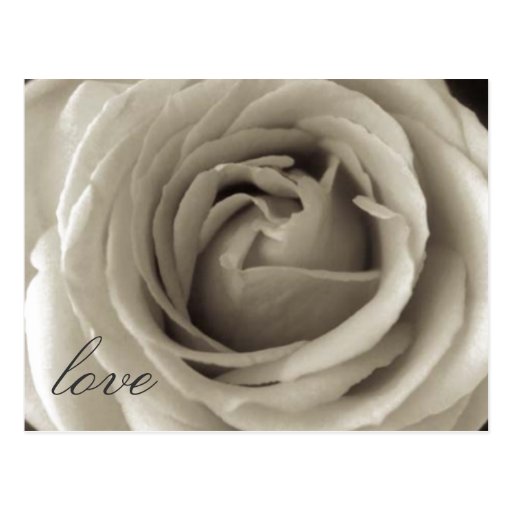 rose in bloom postcards