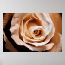 Rose in Bloom Poster