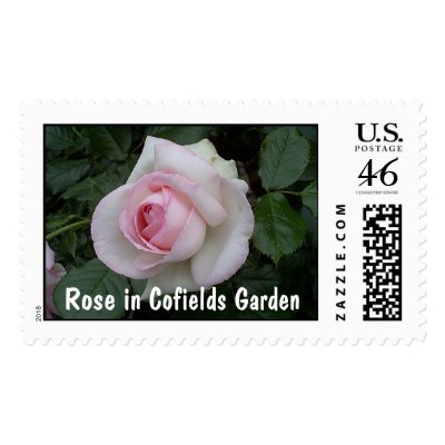 Rose in Cofields Garden Postage Stamp by tunguska
