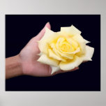 Rose in hand poster