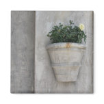 rose in the city magnet