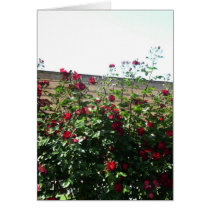 Rose in venice greeting card