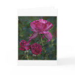 rose intrigue cards