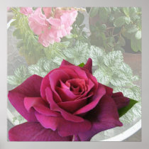 Rose ~ Intrigue ~ Snap Dragons