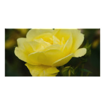 Rose jaune DSC1876 Cartes De Vœux Avec Photo