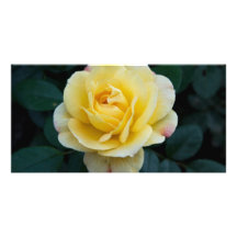 Rose jaune DSC3676 Modèle Pour Photocarte