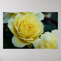 Rose jaune DSC3677 Affiches