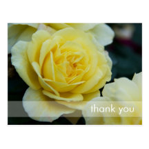 Rose jaune DSC3677 Carte Postale
