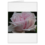 rose,light pink 2 cards