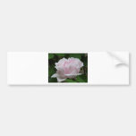 rose,light pink bumper sticker