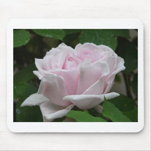 rose,light pink mouse pads