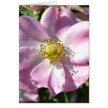 Rose Macro Card