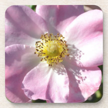Rose Macro Coaster Set