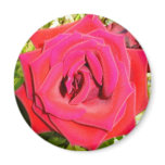 Rose Refrigerator Magnet