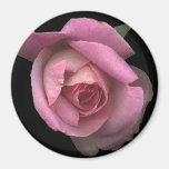 rose magnets
